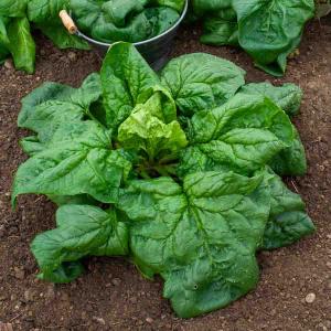 Epinard Géant d'Hiver